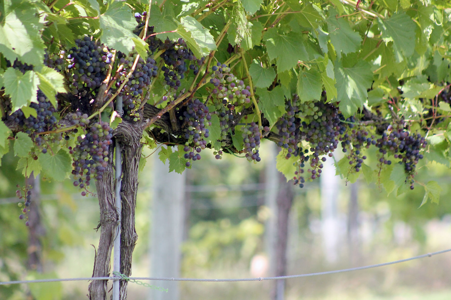 Grapes on vines